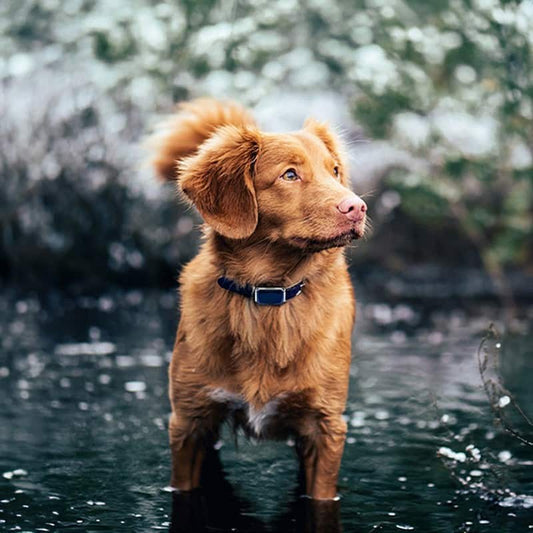 Get RoamSafe Outback Tracker – GPS Pet Collar