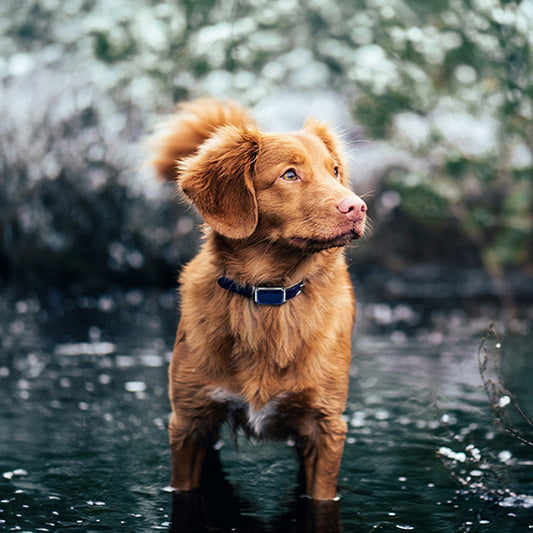RoamSafe Outback Tracker GPS Pet Collar dog outdoor