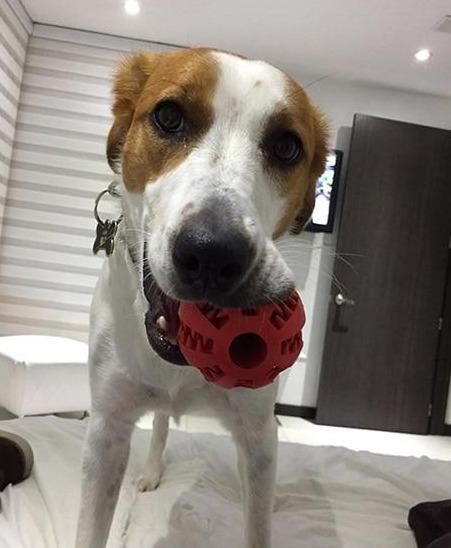 Clean & Treat Dog Ball Farm City Pets