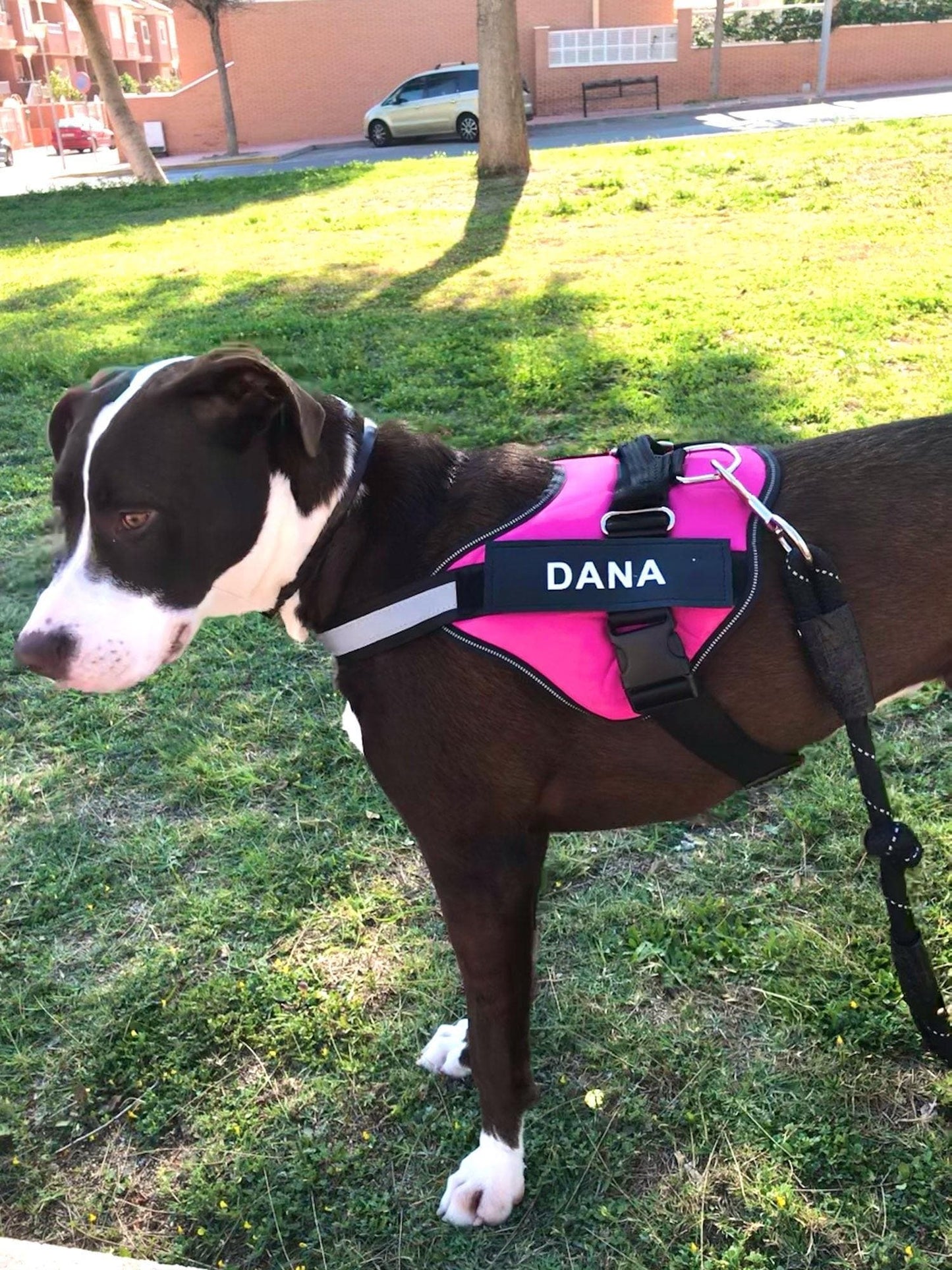 Custom No Pull Reflective Dog Harness - Add Your Pet's Name Farm City Pets