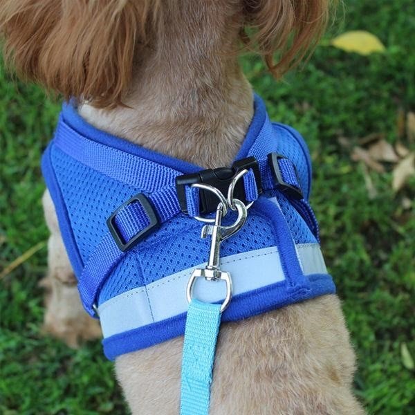Reflective Cat Safety Harness + Leash Set Farm City Pets