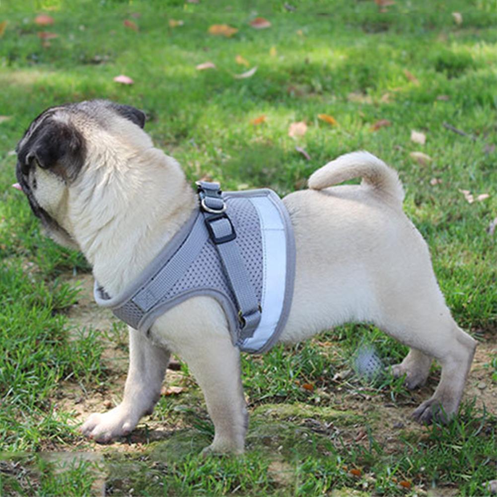 Reflective Cat Safety Harness + Leash Set Farm City Pets
