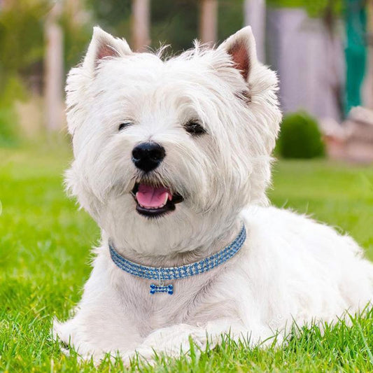 Blue Rhinestone Stretch Dog Collar on a white yorkie