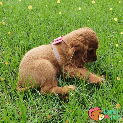 Blingy Bow Harness Farm City Pets