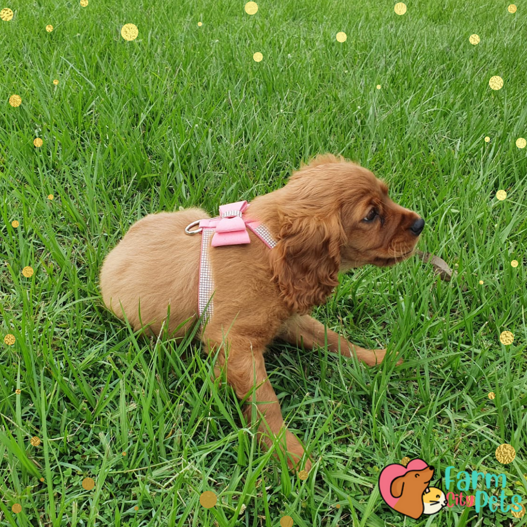 Blingy Bow Harness Farm City Pets