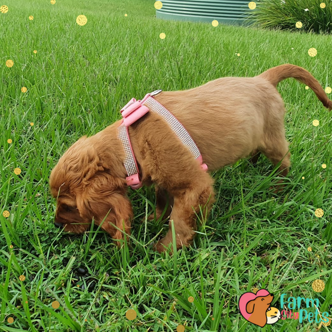Blingy Bow Harness Farm City Pets