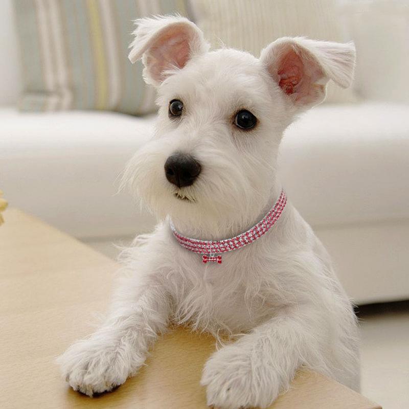 Pink Glitter Stretch Collar for Small Dogs on a cute white dog